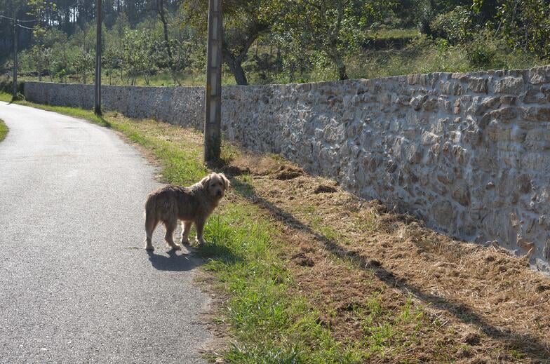 Proctor en Segovia experiential education walking the Camino de Santiago