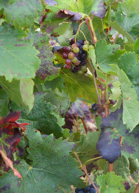 Proctor en Segovia students travel to La Rioja Proctor en Segovia students travel to La Rioja
