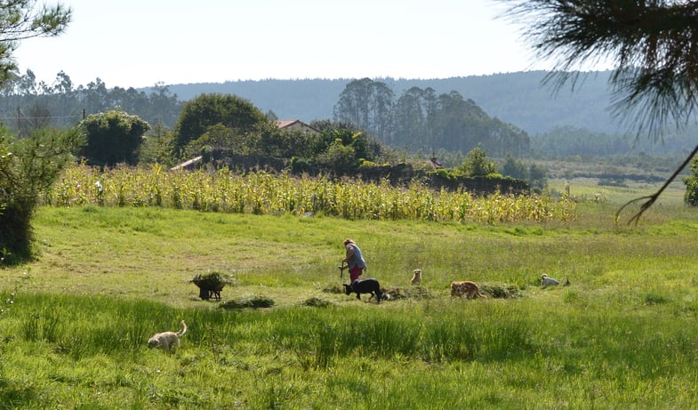 Proctor en Segovia hikes the Camino de Santiago