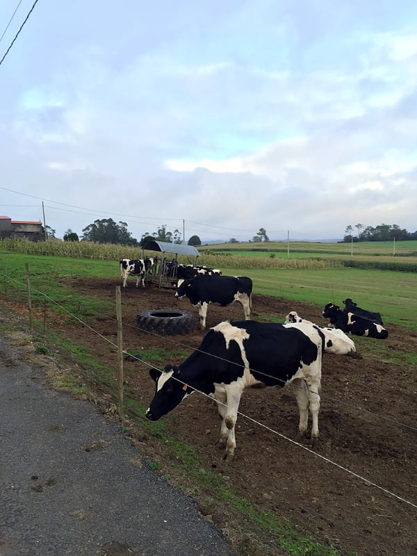 Proctor en Segovia hikes the Camino de Santiago