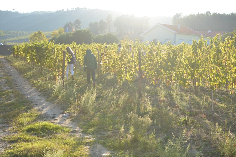 Proctor en Segovia visits Portugal’s Alto Douro