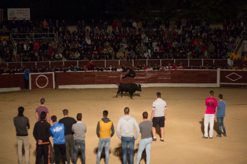 Proctor en Segovia watches a running of the bulls festival