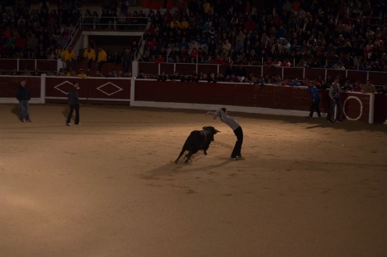  Proctor en Segovia watches a running of the bulls festival
