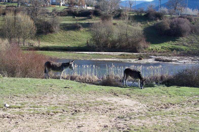 Proctor en Segovia spring 2015 Proctor en Segovia spring 2015
