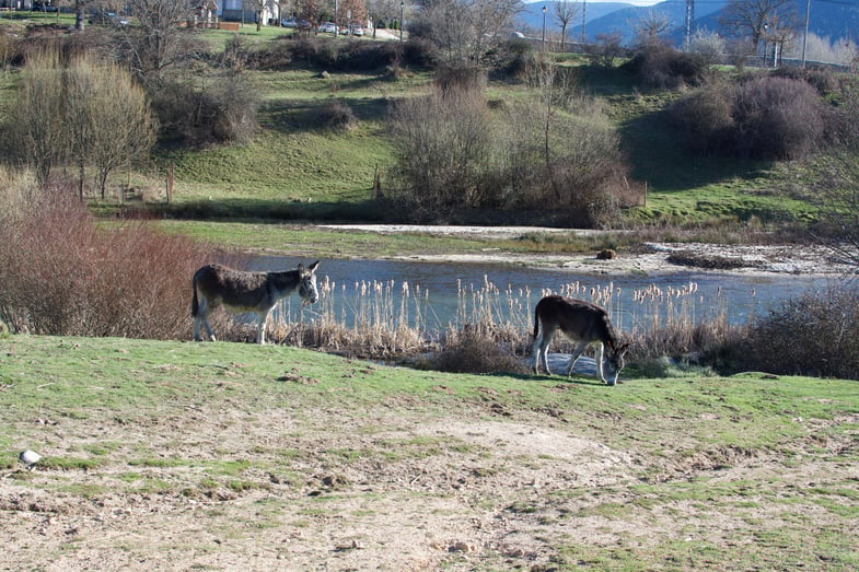 Proctor en Segovia spring 2015