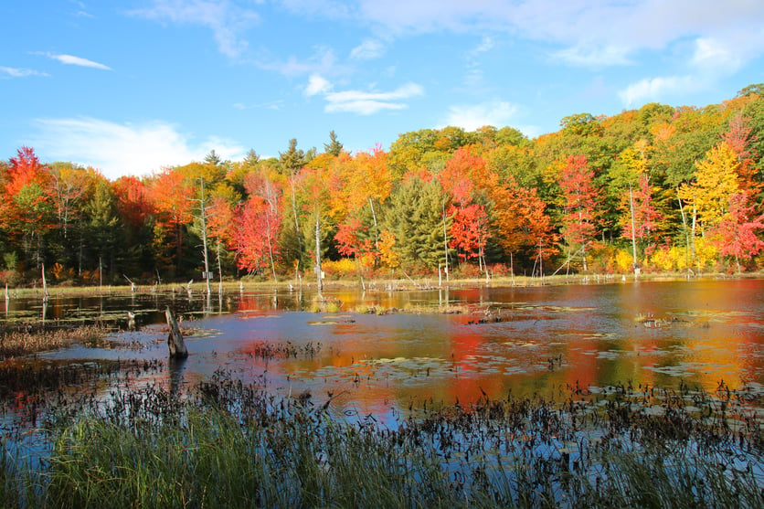 Proctor Academy woodlands