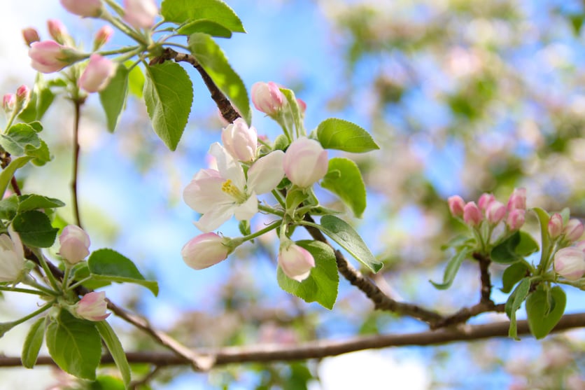 Apple Blossom.jpg