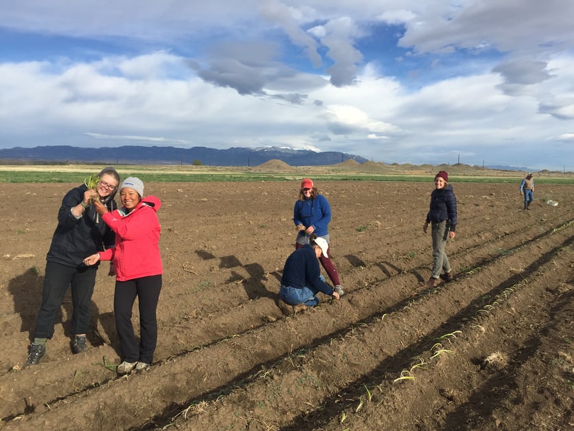 5_CO_Planting Onions.jpg