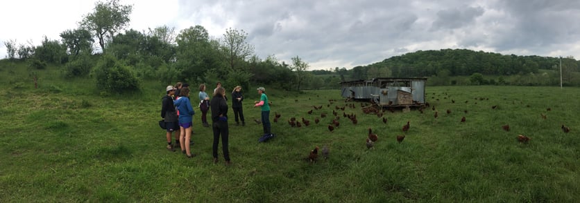 7_WV_Laying Hens on Pasture.jpg