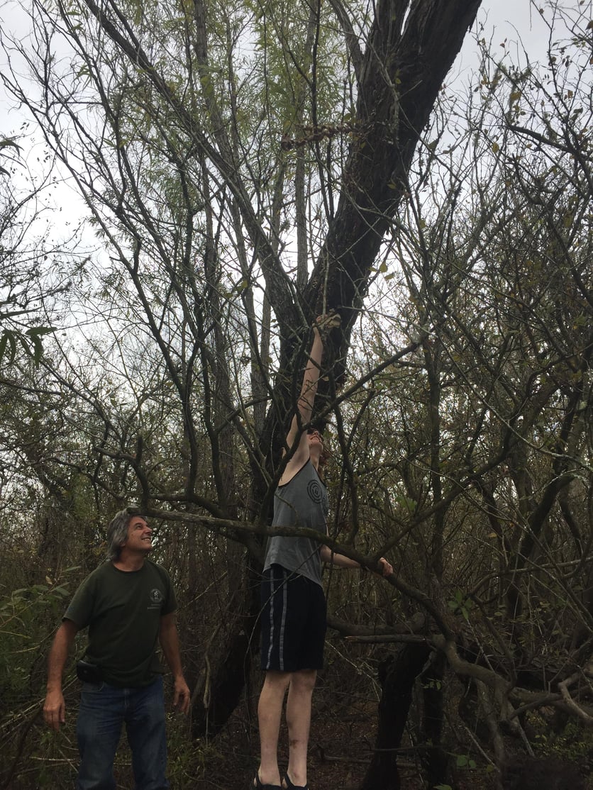 3-Matt Braley Harvesting Oyster Mushrooms for Dinner.jpg