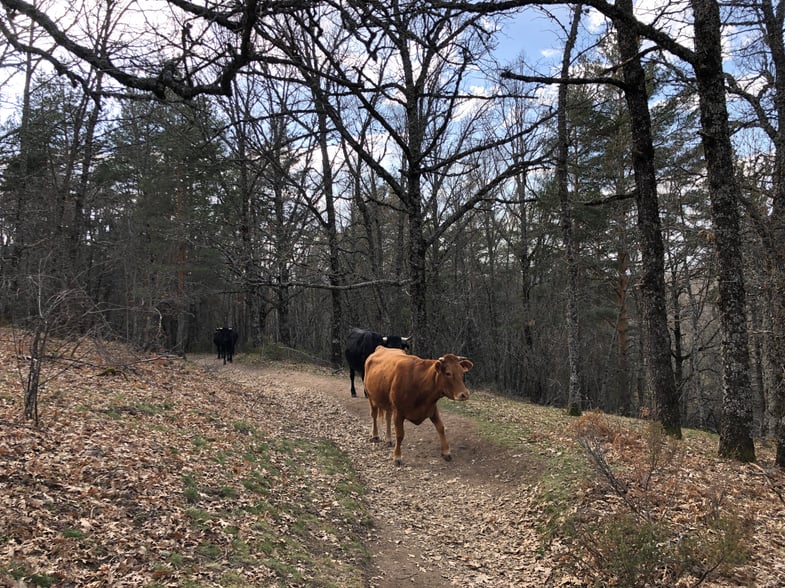 Proctor en Segovia hikes near La Granja