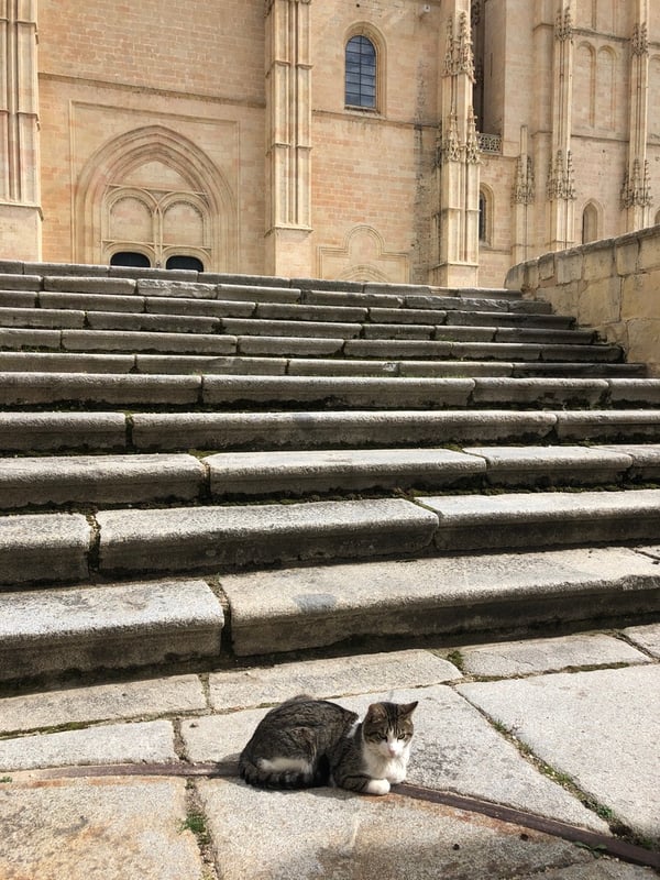 Proctor en Segovia old quarter cat